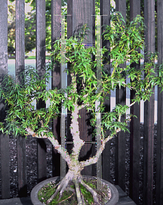 Picture of Acer palmatum 'Kotohime'