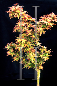 Picture of Acer palmatum 'Kotohime'