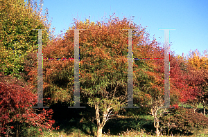 Picture of Acer palmatum(Linearilobum Group) 'Koto-no-ito'