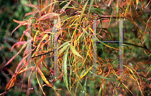 Picture of Acer palmatum(Linearilobum Group) 'Koto ito komachi'