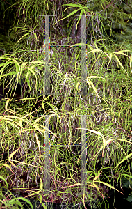 Picture of Acer palmatum(Linearilobum Group) 'Koto ito komachi'