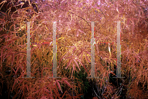 Picture of Acer palmatum(Linearilobum Group) 'Koto-no-ito'