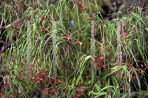 Picture of Acer palmatum(Linearilobum Group) 'Koto-no-ito'