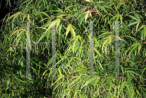 Picture of Acer palmatum(Linearilobum Group) 'Koto-no-ito'