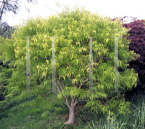 Picture of Acer palmatum(Linearilobum Group) 'Koto-no-ito'