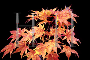 Picture of Acer palmatum (Matsumurae Group) 'Kurabu yama'