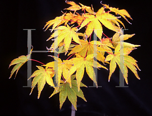 Picture of Acer palmatum (Matsumurae Group) 'Kurabu yama'