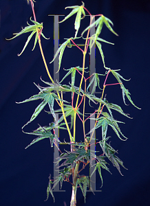 Picture of Acer palmatum 'Kurui jushi'