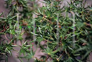 Picture of Acer palmatum 'Kurui jushi'