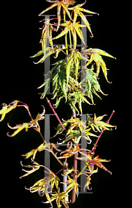 Picture of Acer palmatum 'Kurui jushi'