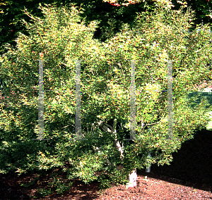 Picture of Acer palmatum 'Kurui jushi'