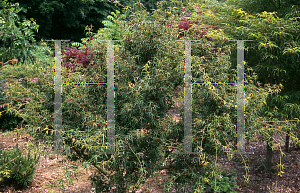 Picture of Acer palmatum 'Kurui jushi'