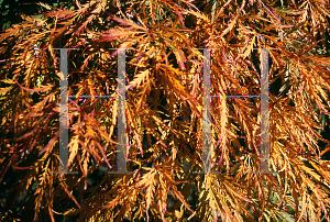 Picture of Acer palmatum (Dissectum Group) 'Lemon Chiffon'