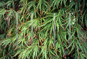 Picture of Acer palmatum (Dissectum Group) 'Lemon Chiffon'