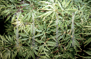 Picture of Acer palmatum (Dissectum Group) 'Lemon Chiffon'