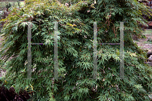 Picture of Acer palmatum (Dissectum Group) 'Lemon Chiffon'