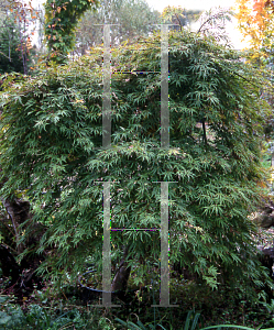 Picture of Acer palmatum (Dissectum Group) 'Lemon Chiffon'