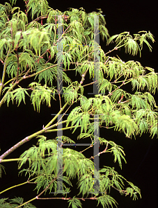 Picture of Acer palmatum (Dissectum Group) 'Lemon Lime Lace'