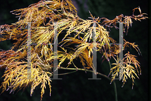 Picture of Acer palmatum (Dissectum Group) 'Lemon Lime Lace'