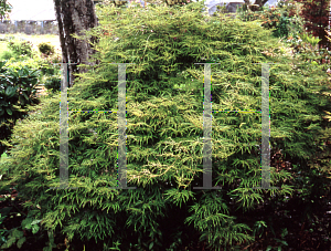 Picture of Acer palmatum (Dissectum Group) 'Lemon Lime Lace'