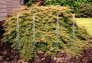 Picture of Acer palmatum (Dissectum Group) 'Lemon Lime Lace'