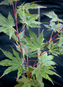 Picture of Acer palmatum 'Lutescens'