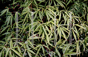Picture of Acer palmatum 'Shinobuga oka (Lineare)'