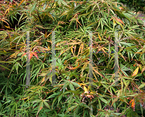 Picture of Acer palmatum(Linearilobum Group) 'Atrolineare (Linearilobum)'