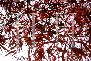 Picture of Acer palmatum(Linearilobum Group) 'Atrolineare (Linearilobum)'