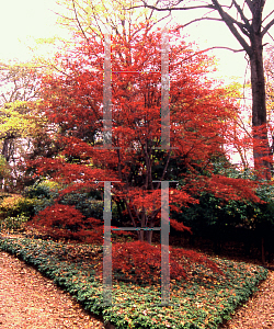 Picture of Acer palmatum(Linearilobum Group) 'Atrolineare (Linearilobum)'