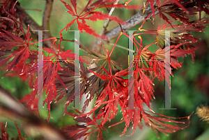 Picture of Acer palmatum (Dissectum Group) 'LionHeart'