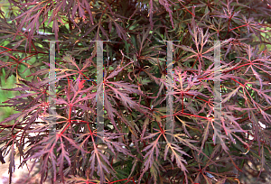 Picture of Acer palmatum (Dissectum Group) 'LionHeart'