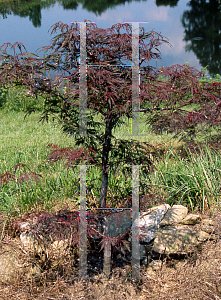 Picture of Acer palmatum (Dissectum Group) 'LionHeart'