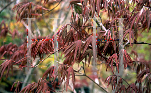 Picture of Acer palmatum 'Lozita'