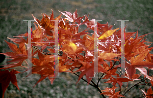 Picture of Acer palmatum 'Lozita'