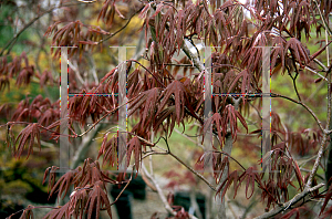 Picture of Acer palmatum 'Lozita'