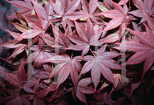 Picture of Acer palmatum 'Lozita'