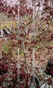 Picture of Acer palmatum 'Lozita'