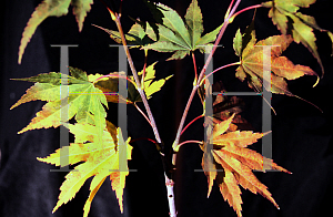 Picture of Acer palmatum 'Lutescens'