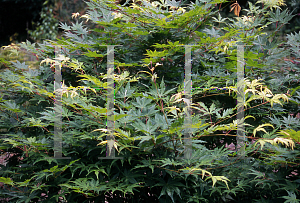 Picture of Acer palmatum 'Lutescens'