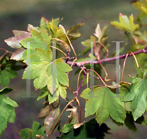 Picture of Acer palmatum (Amoenum Group) 'Lutescens1'