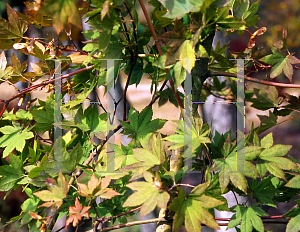 Picture of Acer palmatum (Amoenum Group) 'Lutescens1'