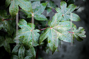 Picture of Acer palmatum (Amoenum Group) 'Mac's Broom'