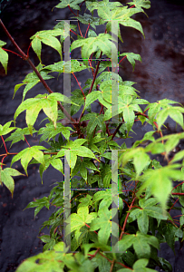 Picture of Acer palmatum (Amoenum Group) 'Mac's Broom'