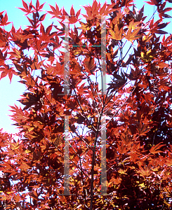 Picture of Acer palmatum 'Machino'