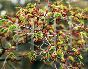 Picture of Acer palmatum 'Maiko'