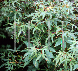 Picture of Acer palmatum 'Maiko'