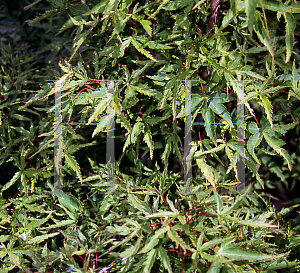 Picture of Acer palmatum 'Maiko'