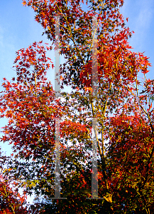 Picture of Acer palmatum 'Maiko'