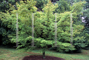 Picture of Acer palmatum 'Maiko'